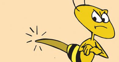 abelha-brava-menor